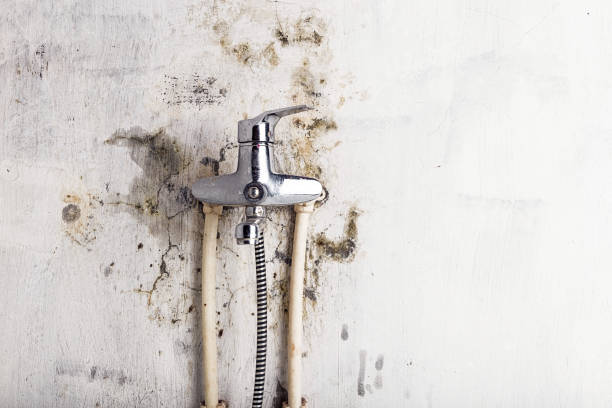Best Industrial Mold Remediation in Cayuga Heights, NY