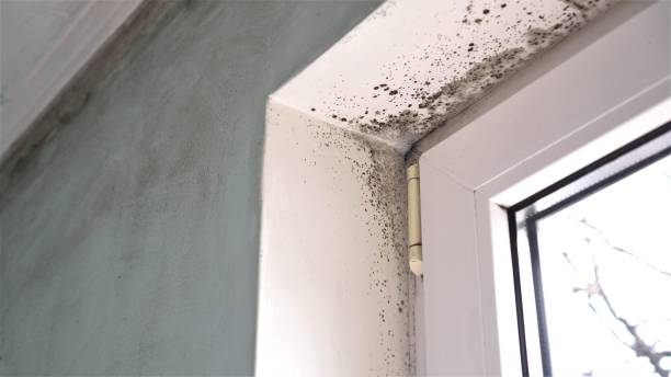Best Black Mold Remediation in Cayuga Heights, NY