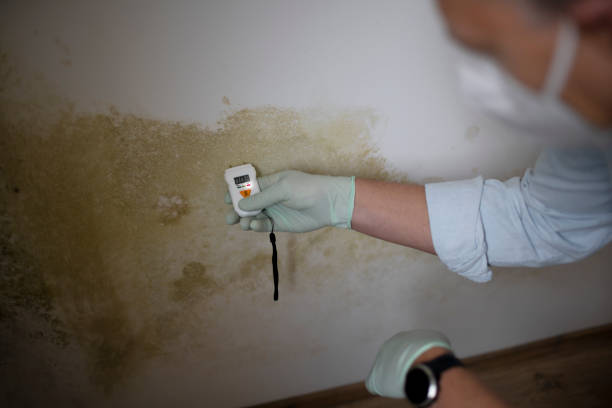 Professional Mold Remediation in Cayuga Heights, NY