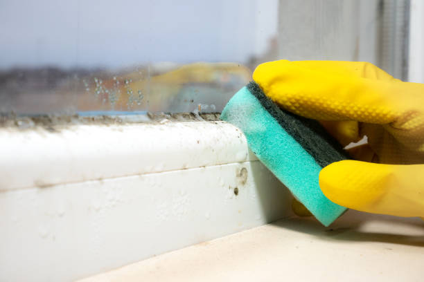Best HVAC Mold Remediation in Cayuga Heights, NY