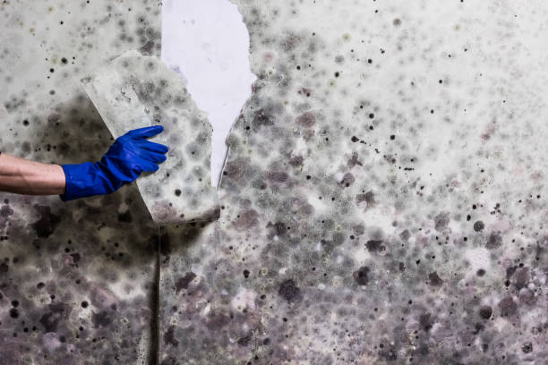 Best Bathroom Mold Remediation in Cayuga Heights, NY